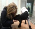 Χρειάζεται σπιτικό ο σκύλος που ανήλικοι έκαψαν στην Άρτα και είχε σώσει η Κ. Τσέρτου (βίντεο)